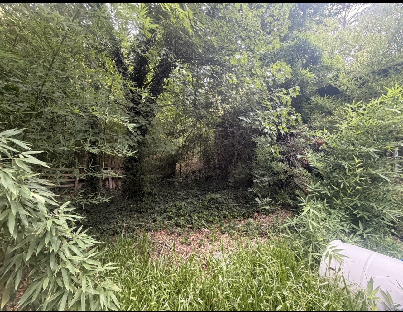 Property before land and brush clearing
