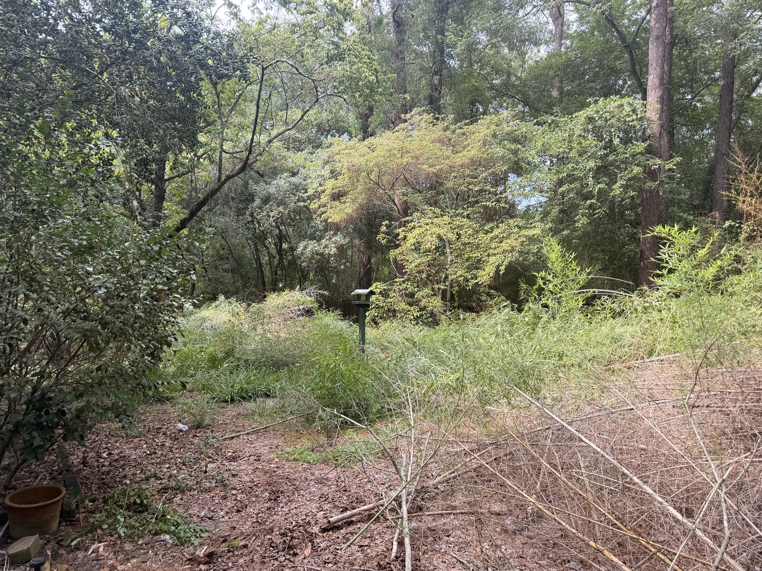Overgrown backyard before cleanup